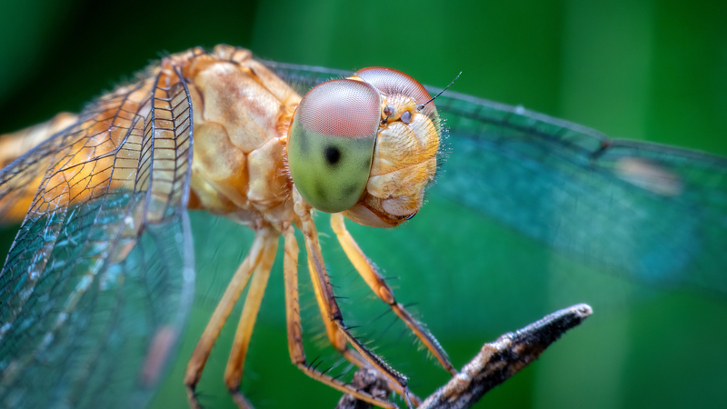 Animal_Brains_Spark_Innovation_in_AI___Conservation - News for amigos, by amigos Animal_Brains_Spark_Innovation_in_AI___Conservation