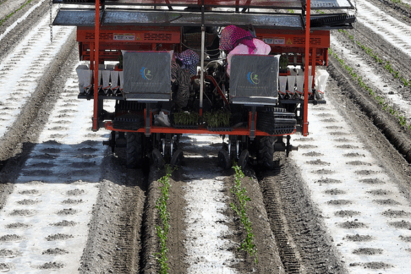 BeiDou Boosts Xinjiang Tomato Transplant Efficiency BeiDou_Boosts_Xinjiang_Tomato_Transplant_Efficiency video poster