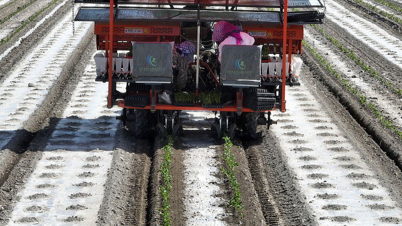 BeiDou_Boosts_Xinjiang_Tomato_Transplant_Efficiency video poster