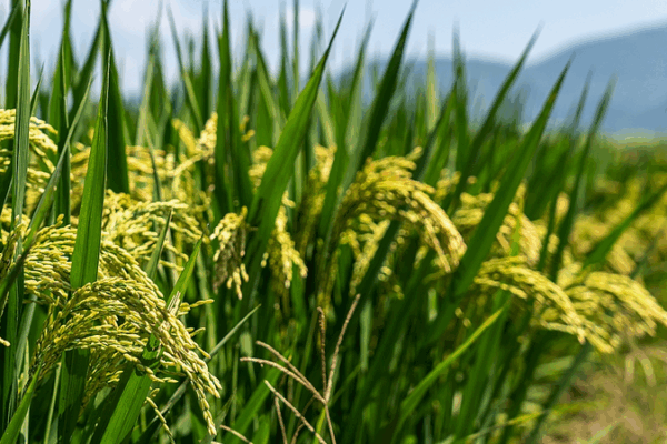 Beneficial Microbes Boost Crop Yields, Study Reveals Beneficial_Microbes_Boost_Crop_Yields__Study_Reveals