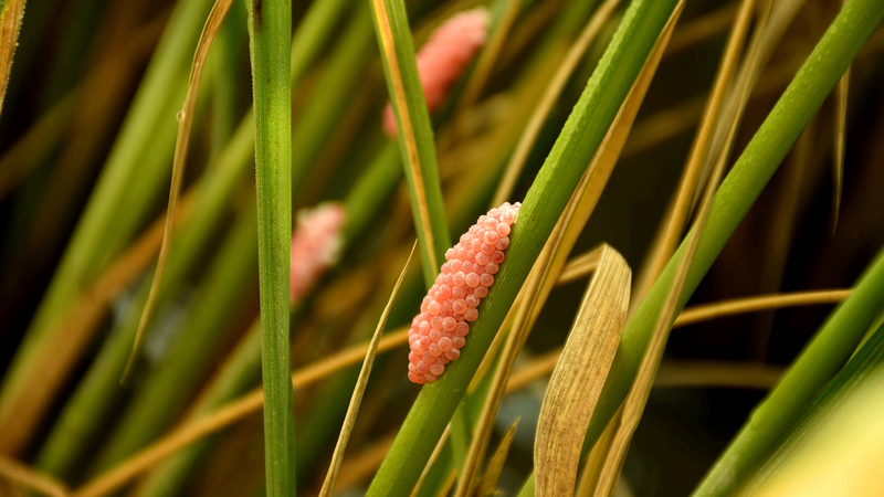 Biocontrol Sparks Unexpected Weed Teamwork Biocontrol_Sparks_Unexpected_Weed_Teamwork