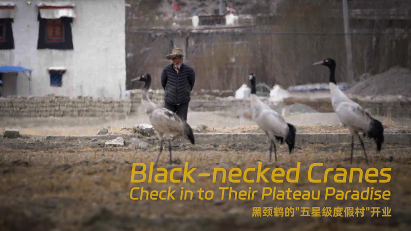 Black-Necked Cranes Dance in Plateau Paradise Black_Necked_Cranes_Dance_in_Plateau_Paradise video poster