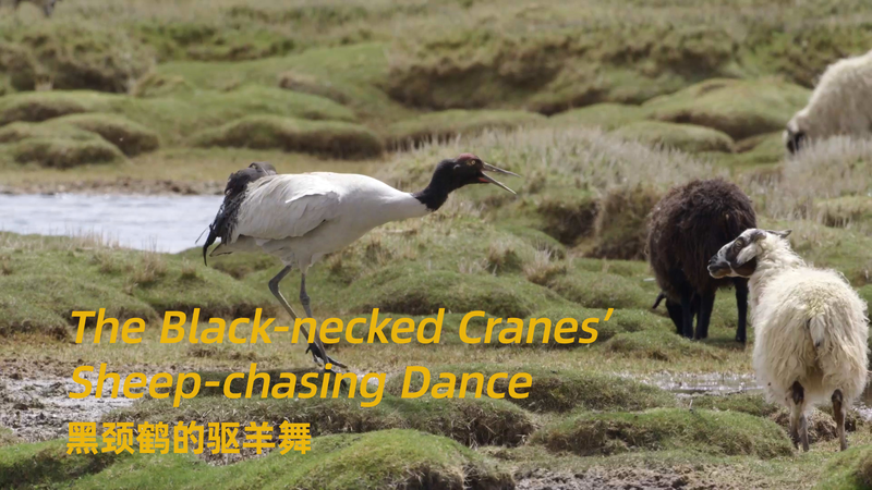 Black_Necked_Cranes__Epic_Sheep_Chasing_Dance_Steals_the_Show_ video poster