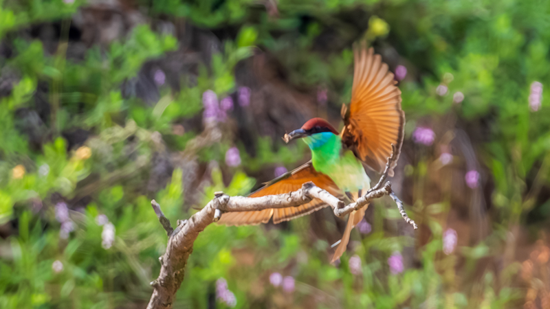 Blue-Throated Bee-Eater Dazzles with Aerial Skills Blue_Throated_Bee_Eater_Dazzles_with_Aerial_Skills