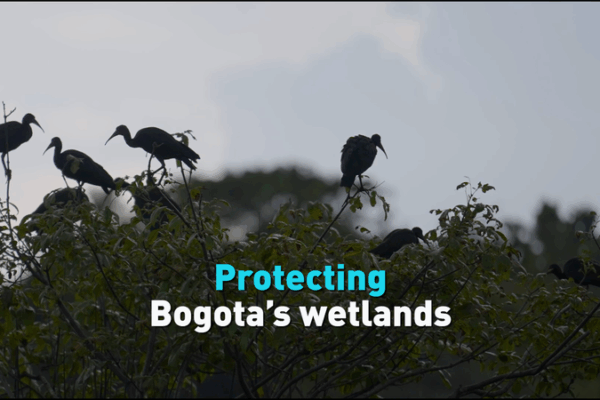 Bogota’s Green Lifeline: Preserving the City’s Wetlands Bogota_s_Green_Lifeline__Preserving_the_City_s_Wetlands video poster