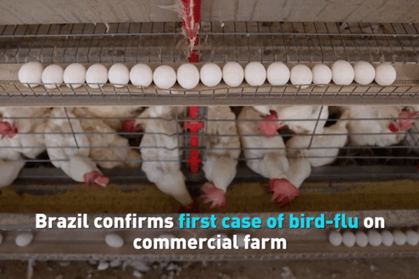 Brazil’s First Bird-Flu Outbreak Shakes Poultry Market Brazil_s_First_Bird_Flu_Outbreak_Shakes_Poultry_Market video poster