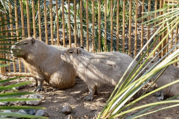 Capybara on the Run: Zoo Offers Reward for Furry Fugitive Capybara_on_the_Run__Zoo_Offers_Reward_for_Furry_Fugitive
