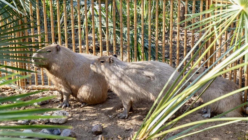 Capybara_on_the_Run__Zoo_Offers_Reward_for_Furry_Fugitive