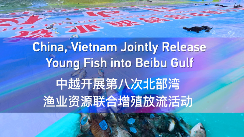 China__Vietnam_Release_Young_Fish_to_Revitalize_Beibu_Gulf video poster