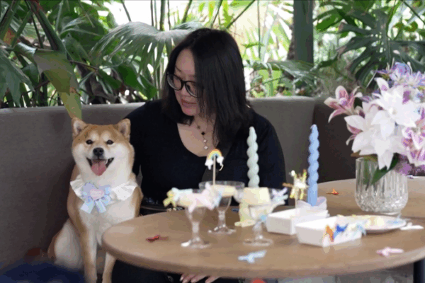China’s Pet Revolution: Dog-Only Restaurants & Daycare China_s_Pet_Revolution__Dog_Only_Restaurants___Daycare video poster