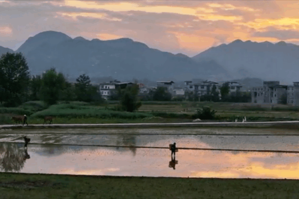 Chongqing Farmers Plant Rice at Dusk: A Serene Harvest Scene Chongqing_Farmers_Plant_Rice_at_Dusk__A_Serene_Harvest_Scene video poster