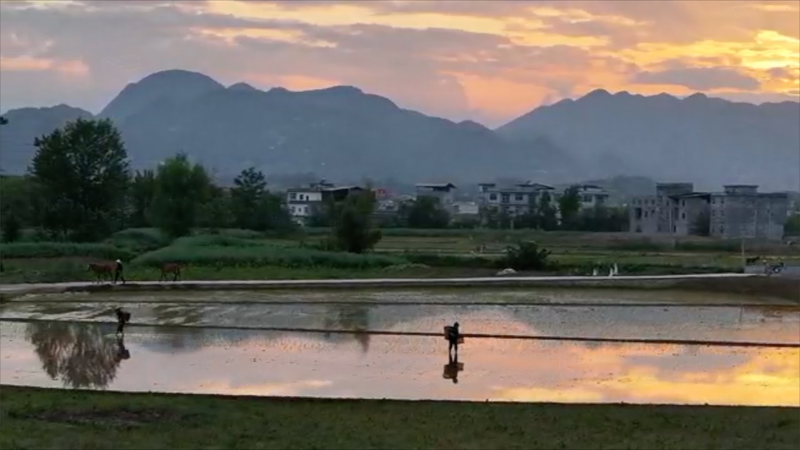 Chongqing_Farmers_Plant_Rice_at_Dusk__A_Serene_Harvest_Scene video poster