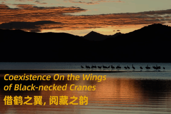 Coexistence_on_Wings__The_Timeless_Dance_of_Black_Necked_Cranes video poster