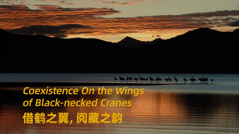 Coexistence_on_Wings__The_Timeless_Dance_of_Black_Necked_Cranes_poster - News for amigos, by amigos Coexistence_on_Wings__The_Timeless_Dance_of_Black_Necked_Cranes video poster