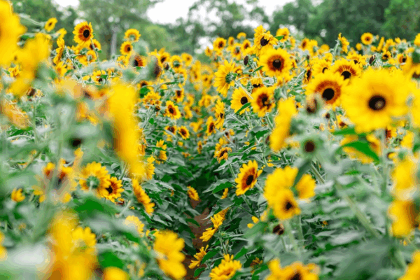 Dazzling Sunflower Field Brightens Shenzhen’s Tourist Scene Dazzling_Sunflower_Field_Brightens_Shenzhen_s_Tourist_Scene