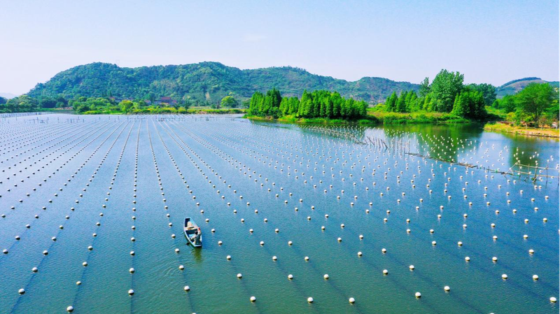 Deqing’s Pearl System Earns Global Spotlight Deqing_s_Pearl_System_Earns_Global_Spotlight