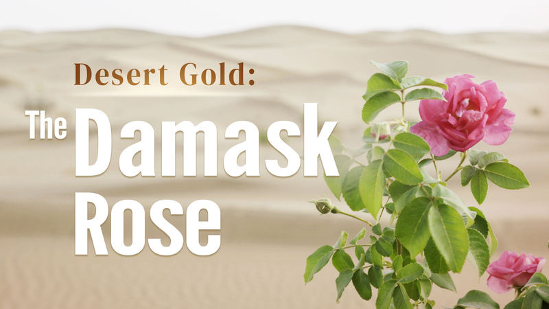 Desert Gold: The Mystical Damask Rose Blooms at Dawn Desert_Gold__The_Mystical_Damask_Rose_Blooms_at_Dawn video poster