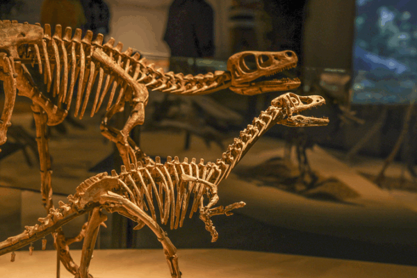 Dino Discovery: China’s Dinosaur World Exhibition Opens in Shanghai Dino_Discovery__China_s_Dinosaur_World_Exhibition_Opens_in_Shanghai