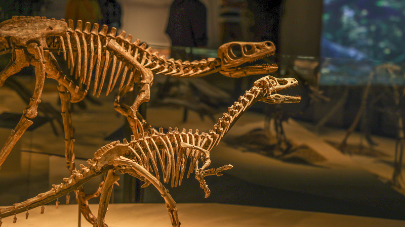 Dino_Discovery__China_s_Dinosaur_World_Exhibition_Opens_in_Shanghai