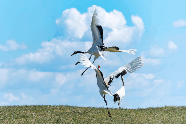 Elegant Crane Dances Dazzle at Qiqihar Reserve Elegant_Crane_Dances_Dazzle_at_Qiqihar_Reserve