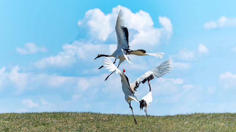 Elegant_Crane_Dances_Dazzle_at_Qiqihar_Reserve