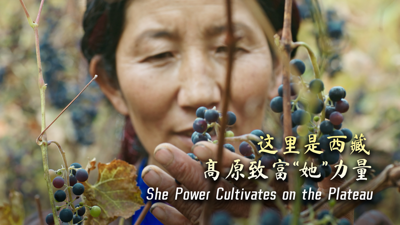 Empowering Women: Nanmu’s 16-Acre Vineyard Revolution in Xizang Empowering_Women__Nanmu_s_16_Acre_Vineyard_Revolution_in_Xizang video poster