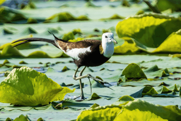 Fairies of the Ripples: Pheasant-Tailed Jacanas Charm Nanchang Lotus Pond Fairies_of_the_Ripples__Pheasant_Tailed_Jacanas_Charm_Nanchang_Lotus_Pond