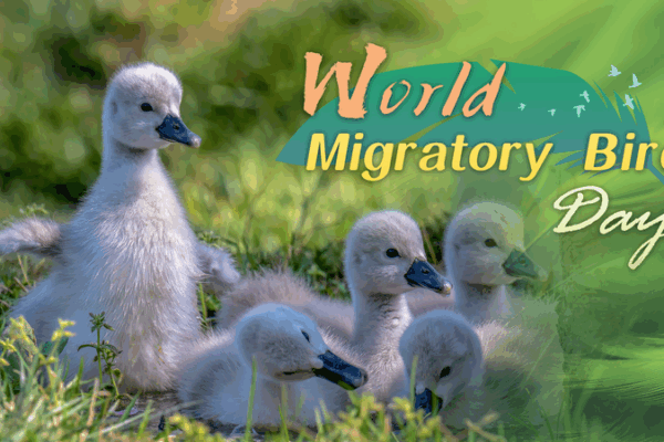 Feathered Journeys: World Migratory Bird Day Feathered_Journeys__World_Migratory_Bird_Day