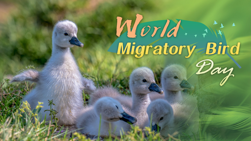 Feathered_Journeys__World_Migratory_Bird_Day