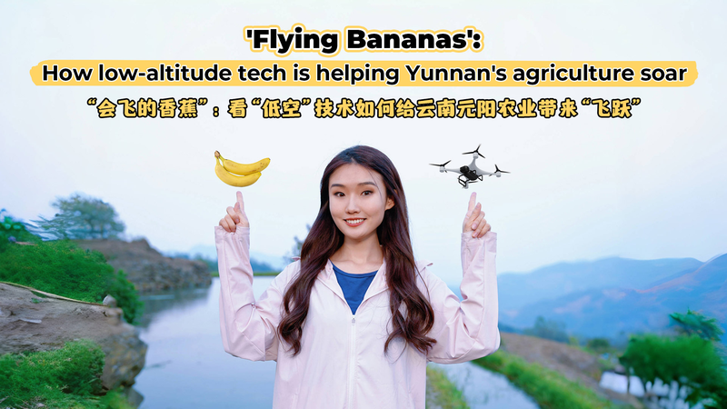 Flying_Bananas__Drones_Revamp_Yunnan_Agriculture_poster - News for amigos, by amigos Flying_Bananas__Drones_Revamp_Yunnan_Agriculture video poster