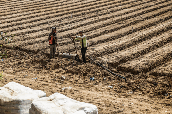 Gaza Cropland Crisis: Under 5% Land Usable, UN Report Reveals Gaza_Cropland_Crisis__Under_5__Land_Usable__UN_Report_Reveals