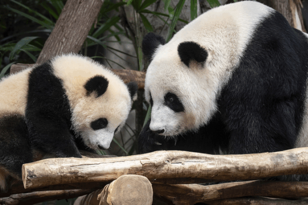 Giant Panda Twins Jia Jia & De De Shine in Hong Kong Giant_Panda_Twins_Jia_Jia___De_De_Shine_in_Hong_Kong