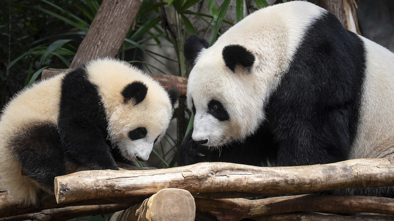 Giant_Panda_Twins_Jia_Jia___De_De_Shine_in_Hong_Kong