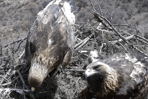 Golden Eagles Build a Love Nest in Gansu Golden_Eagles_Build_a_Love_Nest_in_Gansu video poster