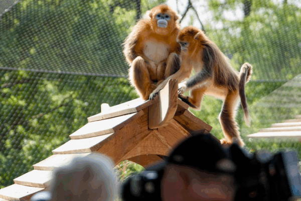 Golden Snub-Nosed Monkeys Debut at French Zoo Golden_Snub_Nosed_Monkeys_Debut_at_French_Zoo