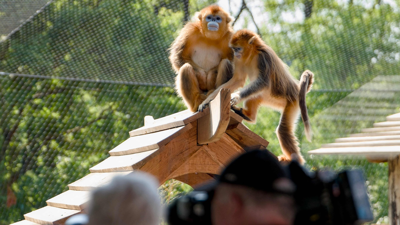 Golden_Snub_Nosed_Monkeys_Debut_at_French_Zoo