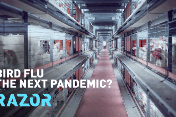 H5N1 Alert: Could Bird Flu Spark a Pandemic? H5N1_Alert__Could_Bird_Flu_Spark_a_Pandemic_ video poster