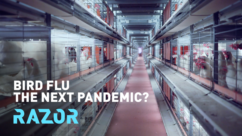 H5N1_Alert__Could_Bird_Flu_Spark_a_Pandemic__poster - News for amigos, by amigos H5N1_Alert__Could_Bird_Flu_Spark_a_Pandemic_ video poster