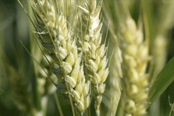 Henan’s High-Tech Wheat Harvest Harnesses Innovation Henan_s_High_Tech_Wheat_Harvest_Harnesses_Innovation video poster