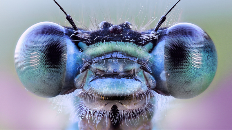 Insect_Inspired_AI_Vision_Breakthrough_Revolutionizes_Microscopy