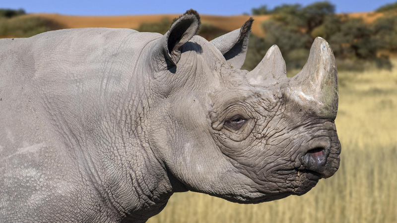 Kenya Launches Bold Rhino Relocation for Wildlife Conservation Kenya_Launches_Bold_Rhino_Relocation_for_Wildlife_Conservation