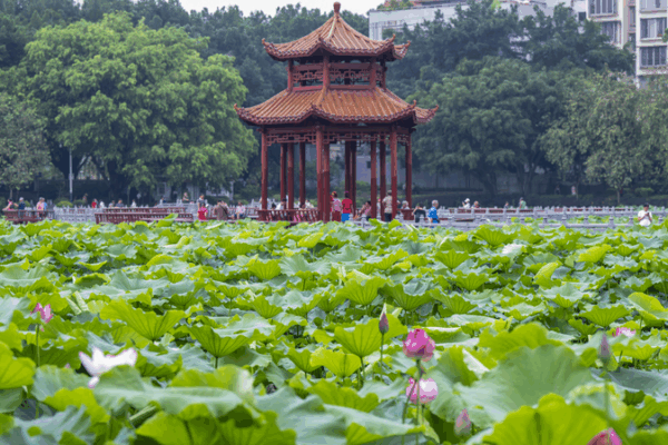 Lotus Blossom Magic in Wuzhou’s Pantang Park Lotus_Blossom_Magic_in_Wuzhou_s_Pantang_Park