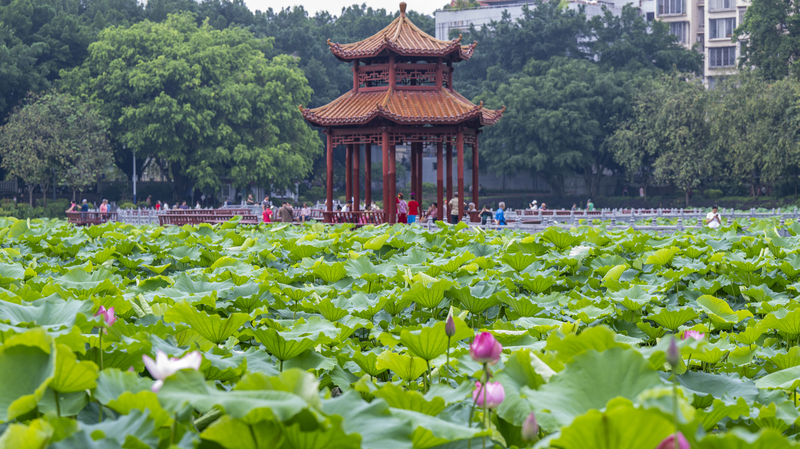 Lotus_Blossom_Magic_in_Wuzhou_s_Pantang_Park - News for amigos, by amigos Lotus_Blossom_Magic_in_Wuzhou_s_Pantang_Park