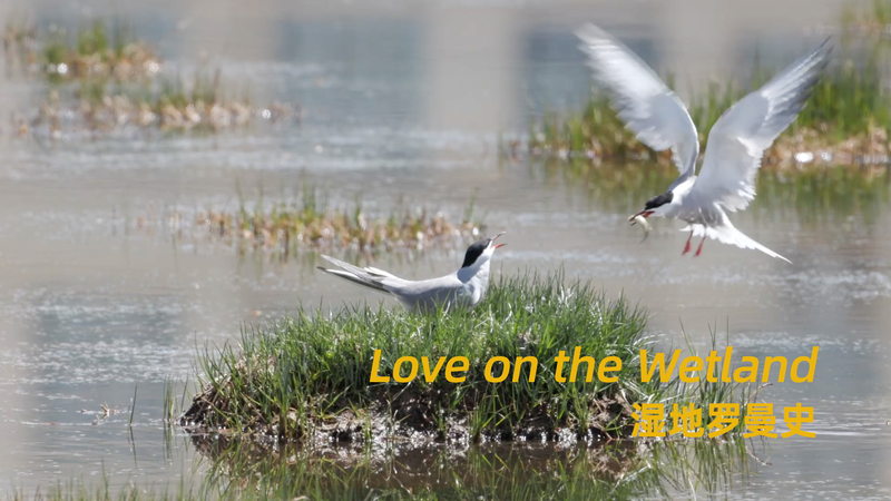 Love on the Wetland: Tern’s Dual Tale Love_on_the_Wetland__Tern_s_Dual_Tale video poster