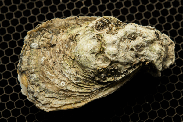 Oyster Fossils Unlock Climate History Oyster_Fossils_Unlock_Climate_History