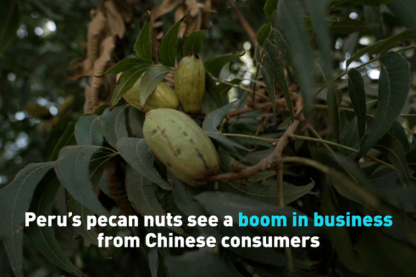 Peru’s Pecan Boom: Crunchy Treat Wins Over Chinese Consumers Peru_s_Pecan_Boom__Crunchy_Treat_Wins_Over_Chinese_Consumers video poster