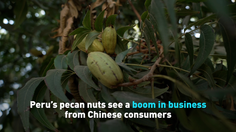 Peru_s_Pecan_Boom__Crunchy_Treat_Wins_Over_Chinese_Consumers_poster - News for amigos, by amigos Peru_s_Pecan_Boom__Crunchy_Treat_Wins_Over_Chinese_Consumers video poster