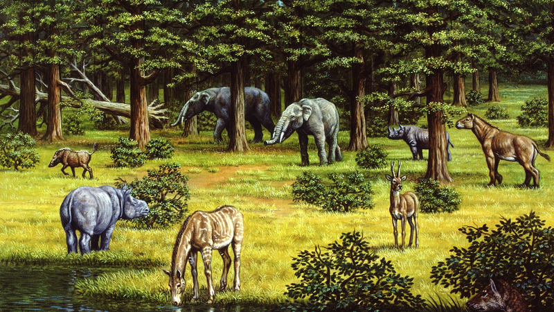 Plant_Life_Fuels_Miocene_Climate_Shifts