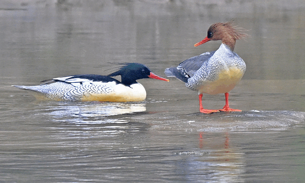 Rare Chinese Merganser Chicks Hatch in Changbai Mountain Rare_Chinese_Merganser_Chicks_Hatch_in_Changbai_Mountain video poster
