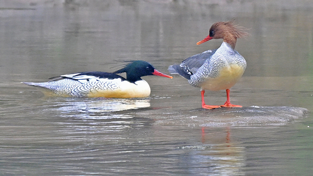 Rare_Chinese_Merganser_Chicks_Hatch_in_Changbai_Mountain video poster